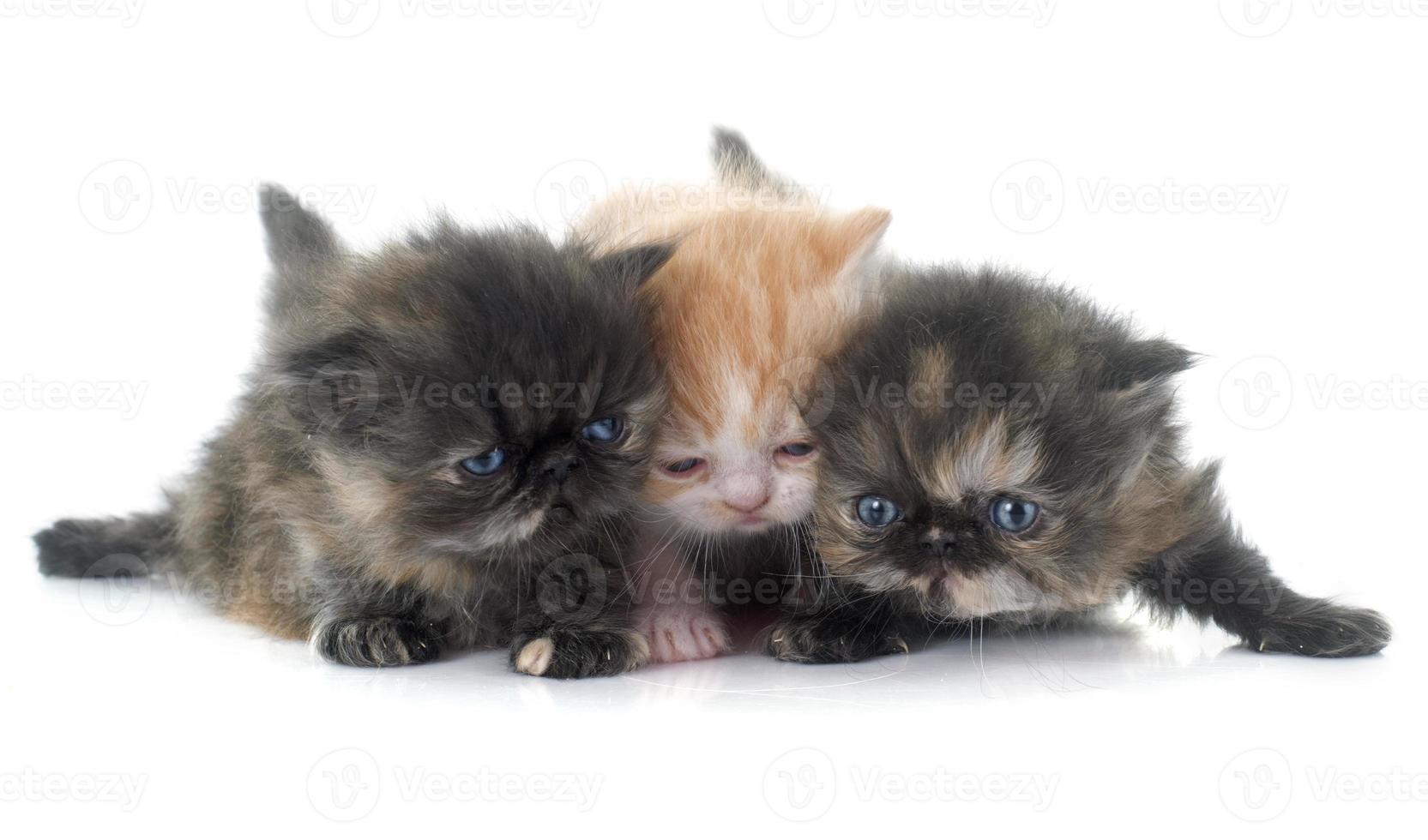 persian kitten photo