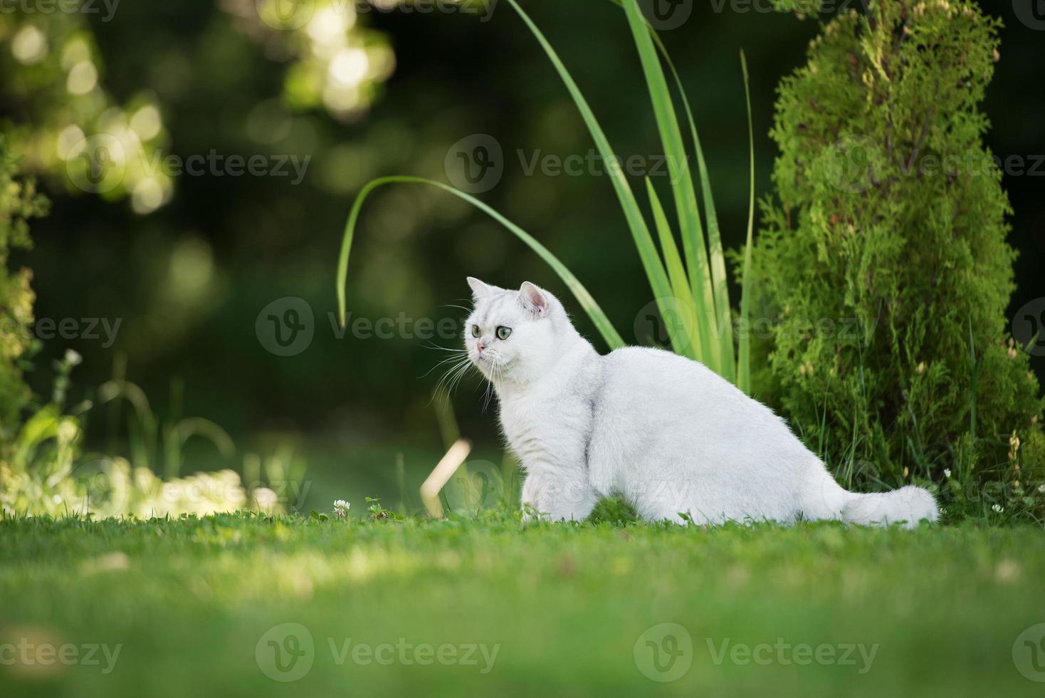 british shorthair cat outdoors photo
