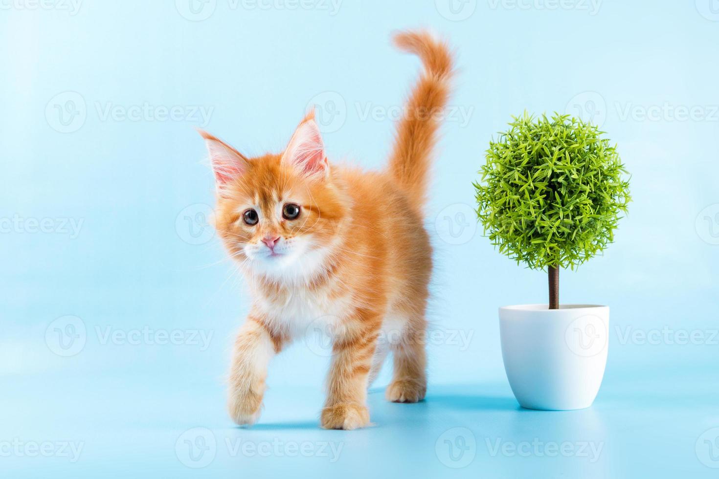 portrait of red maine coon cat on blue background 837977 Stock Photo at