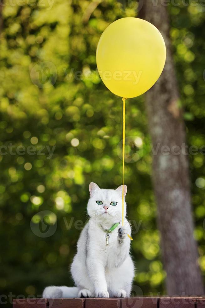 adorable gato sosteniendo un globo de aire foto