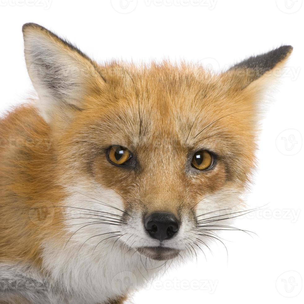 4 year old red fox on white background photo