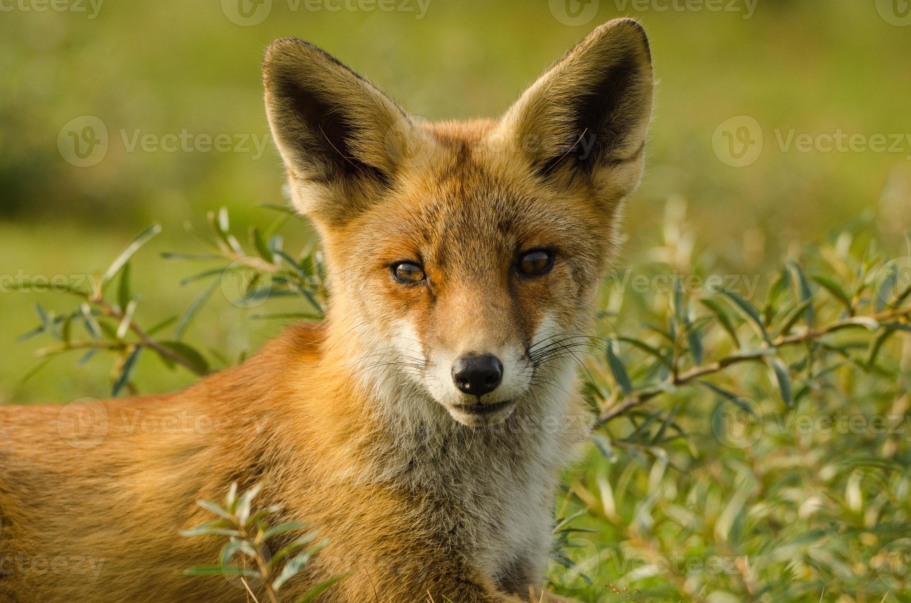 Little fox photo