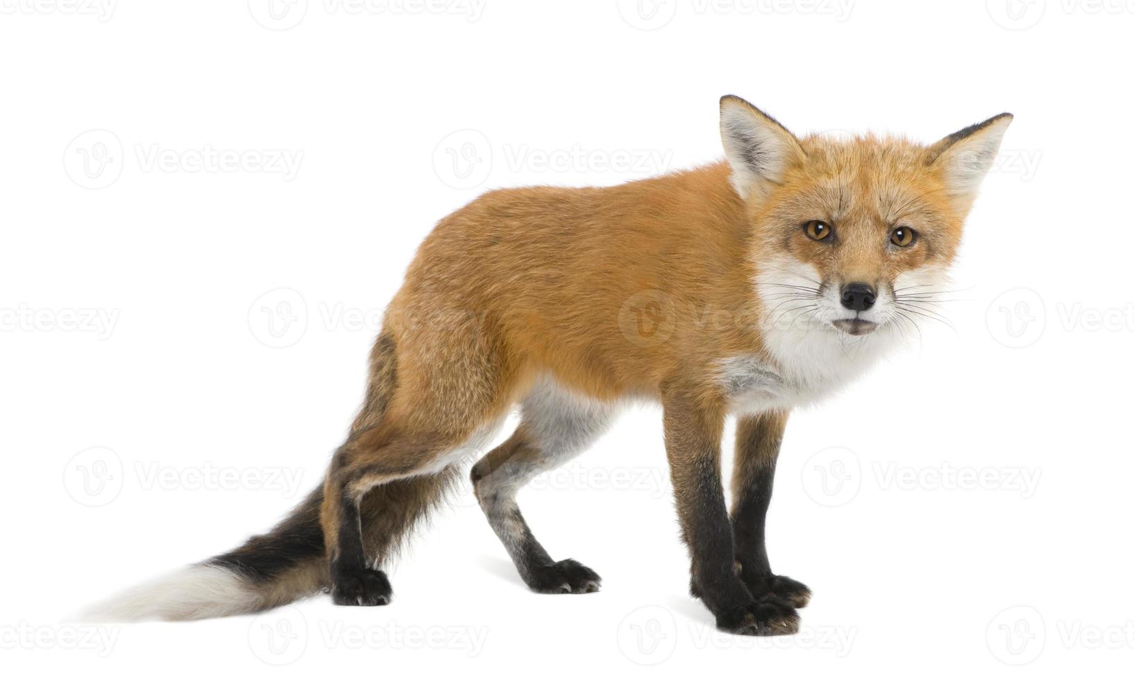 Four year old crouching red fox photo