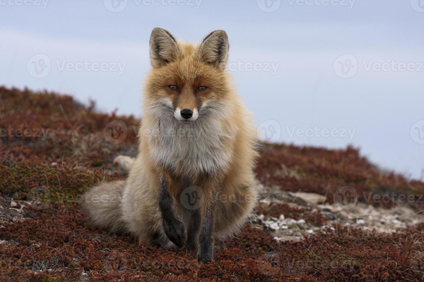 Rotfuchs, Red Fox photo