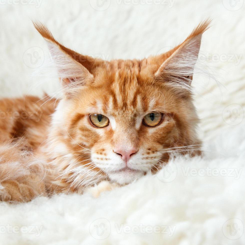 Red fox maine coon kitten posing on white background fur photo