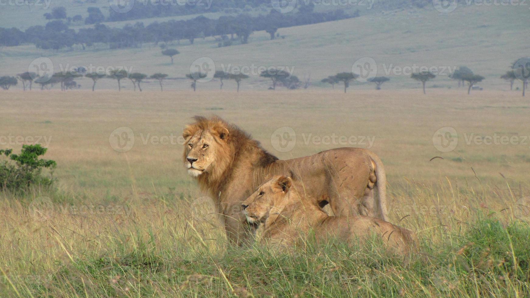 Pride Of Lions photo