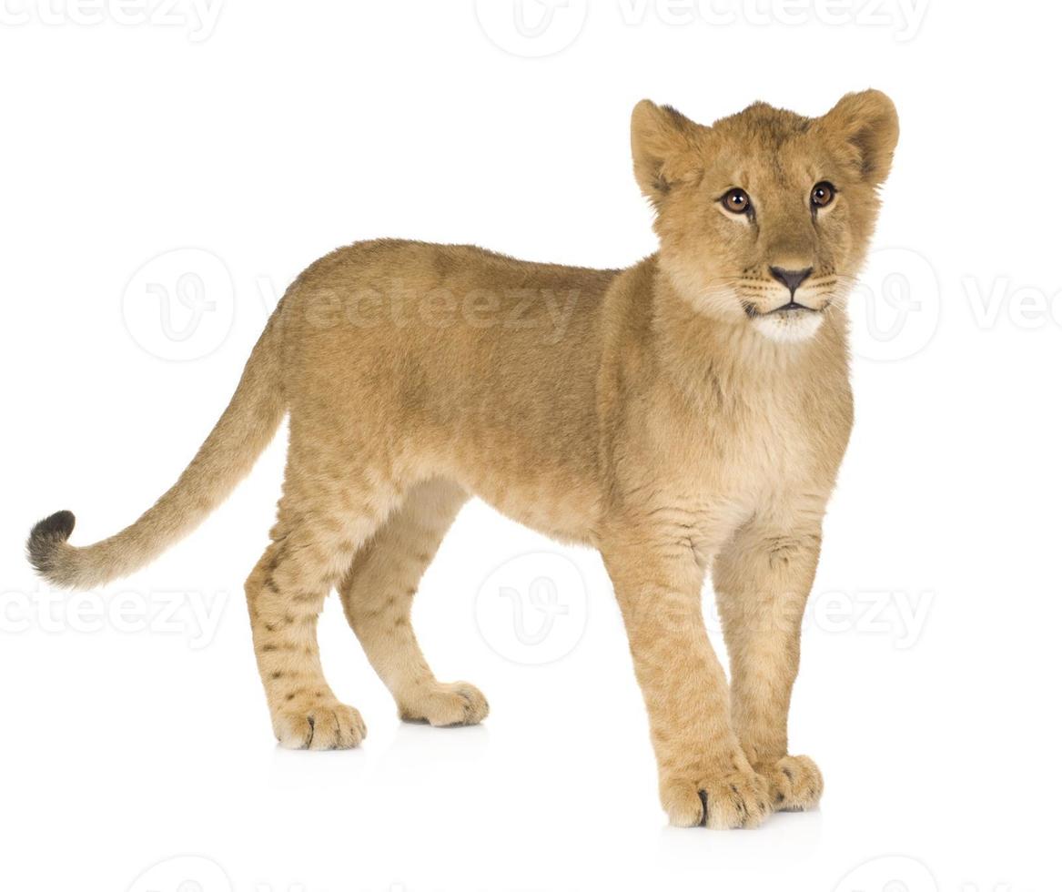 Lion Cub (6 months) photo