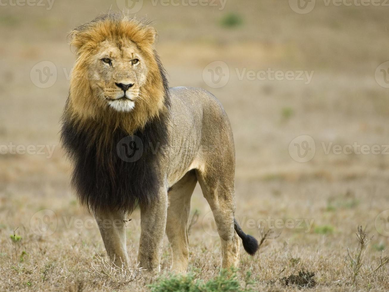 African Male Lion photo