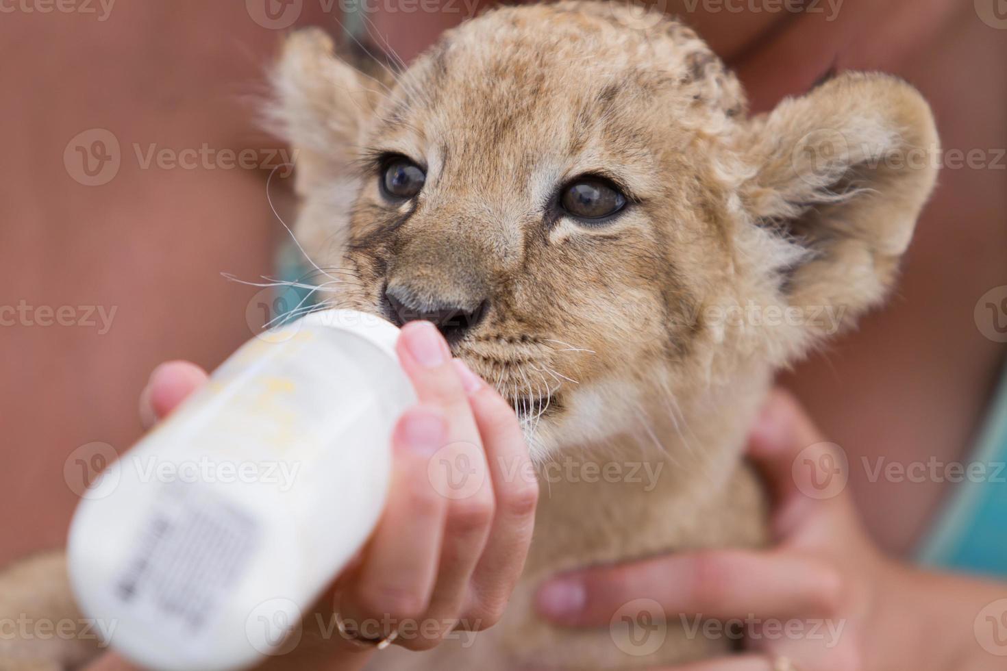 Little lion cub drinking milk photo