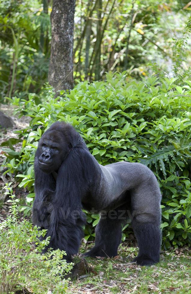 Western Gorilla (Gorilla gorilla) photo