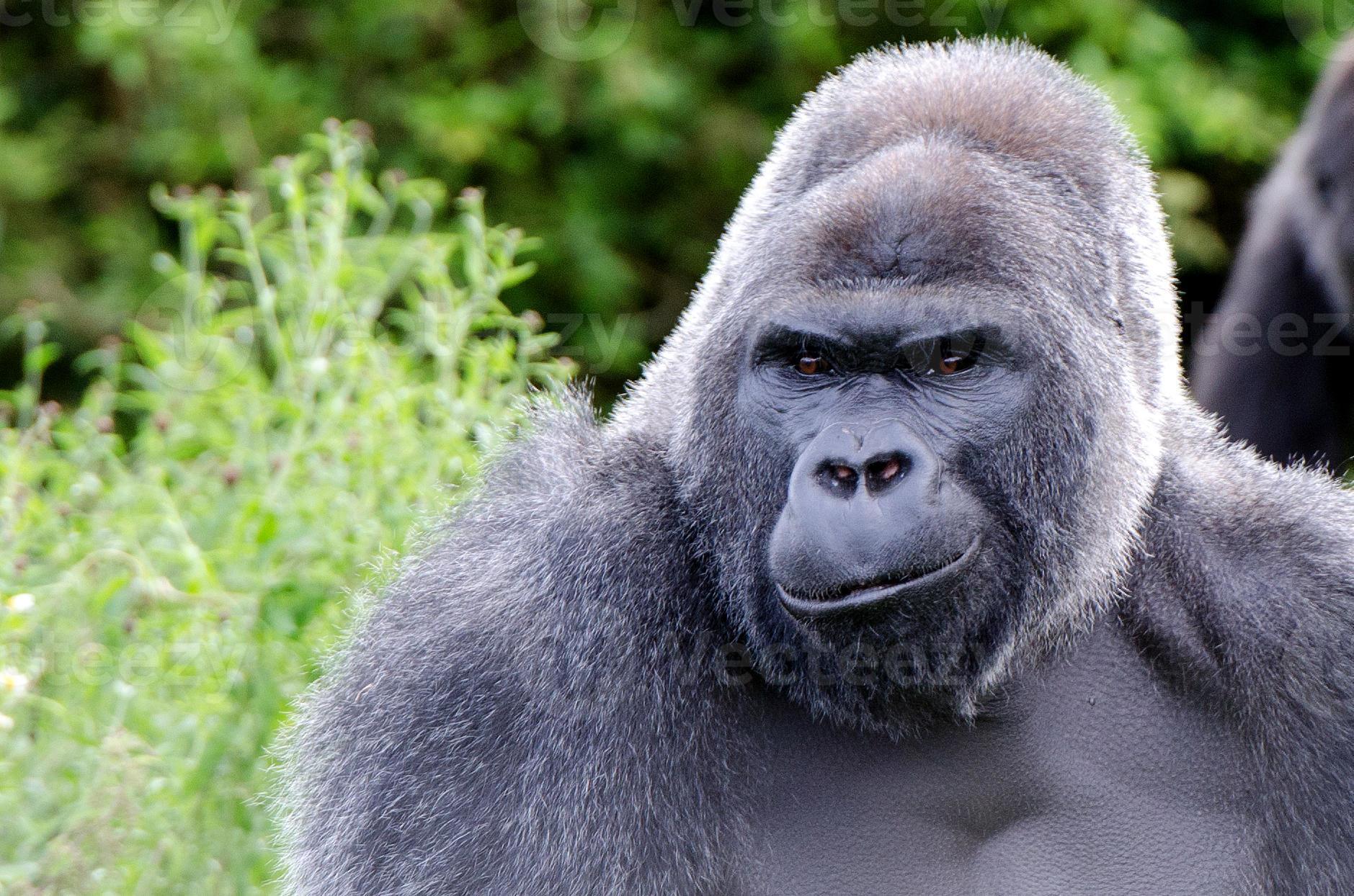 smiling gorilla 838882 Stock Photo at Vecteezy