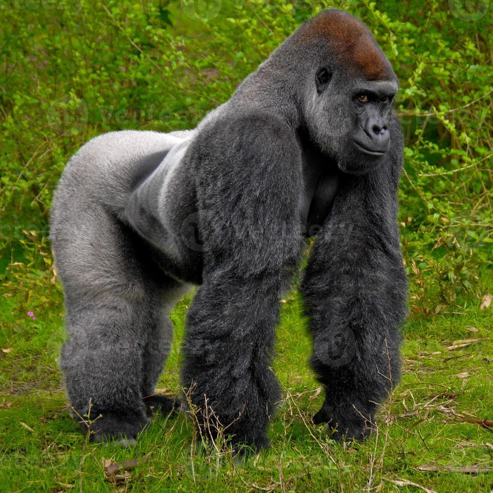 Gorialla Standing photo