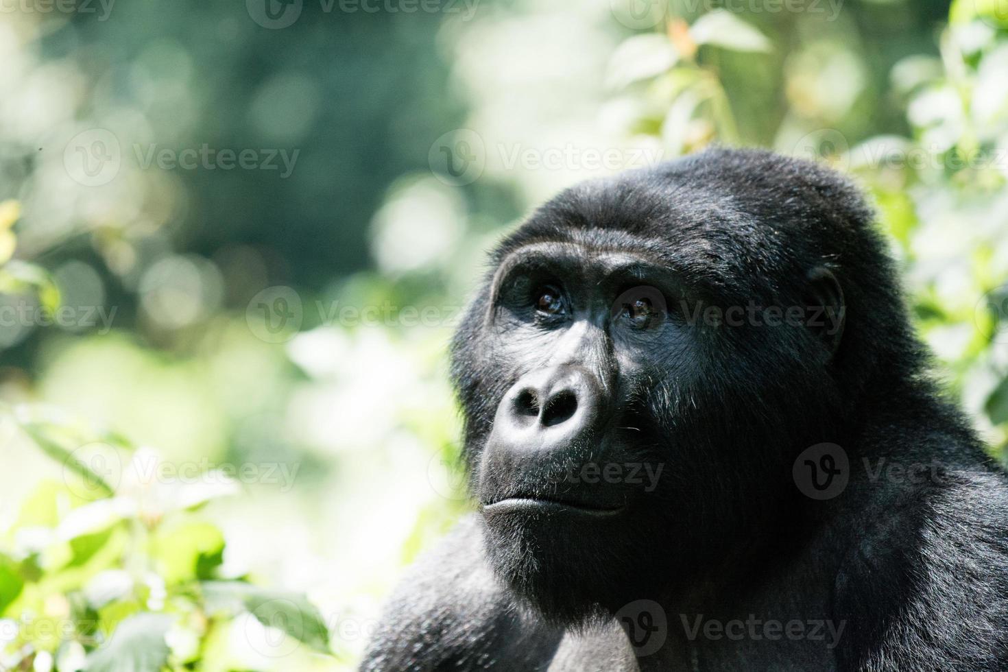Mountain Gorilla is watching for enemies photo