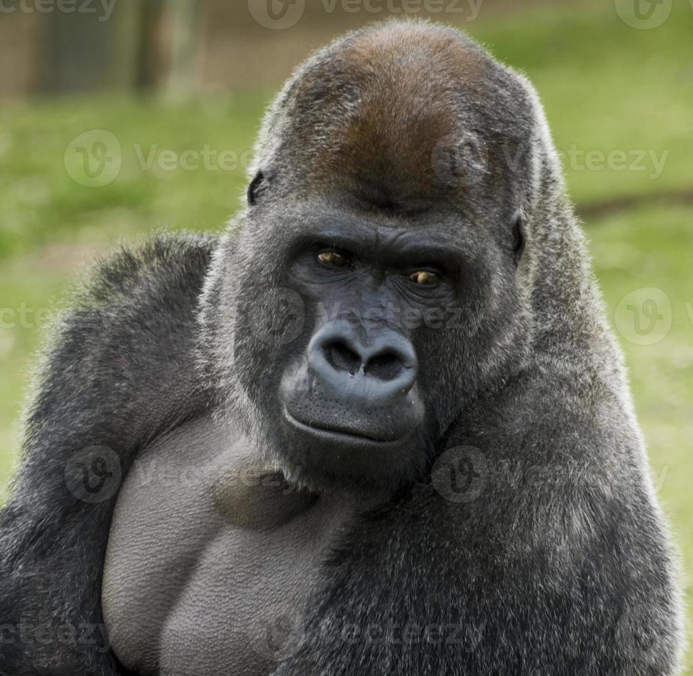 Gorilla with a look of contemplation on its face photo