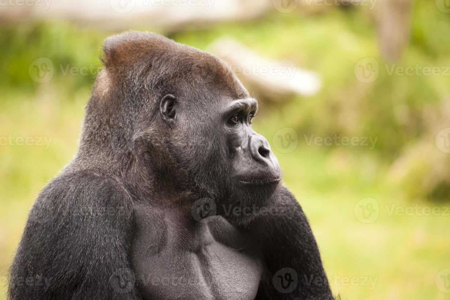 Gorilla Profile photo
