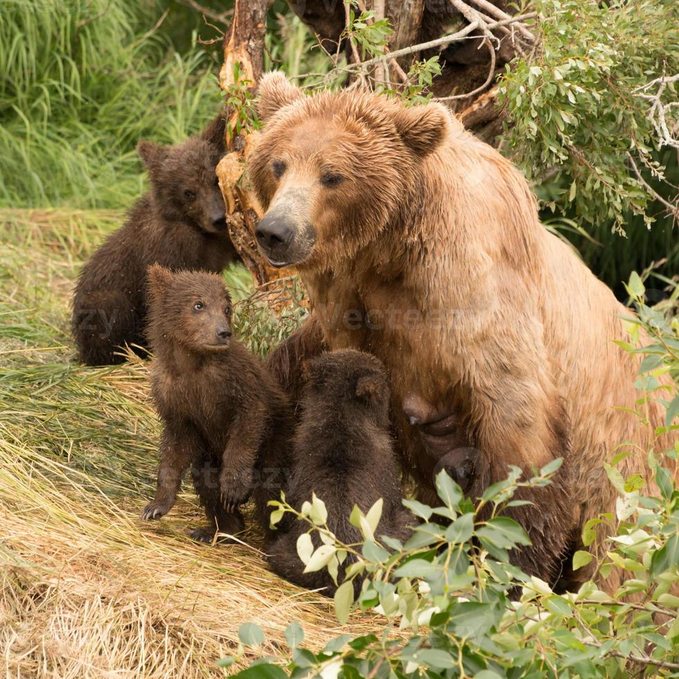 Four brown bear cubs sitting with mother photo