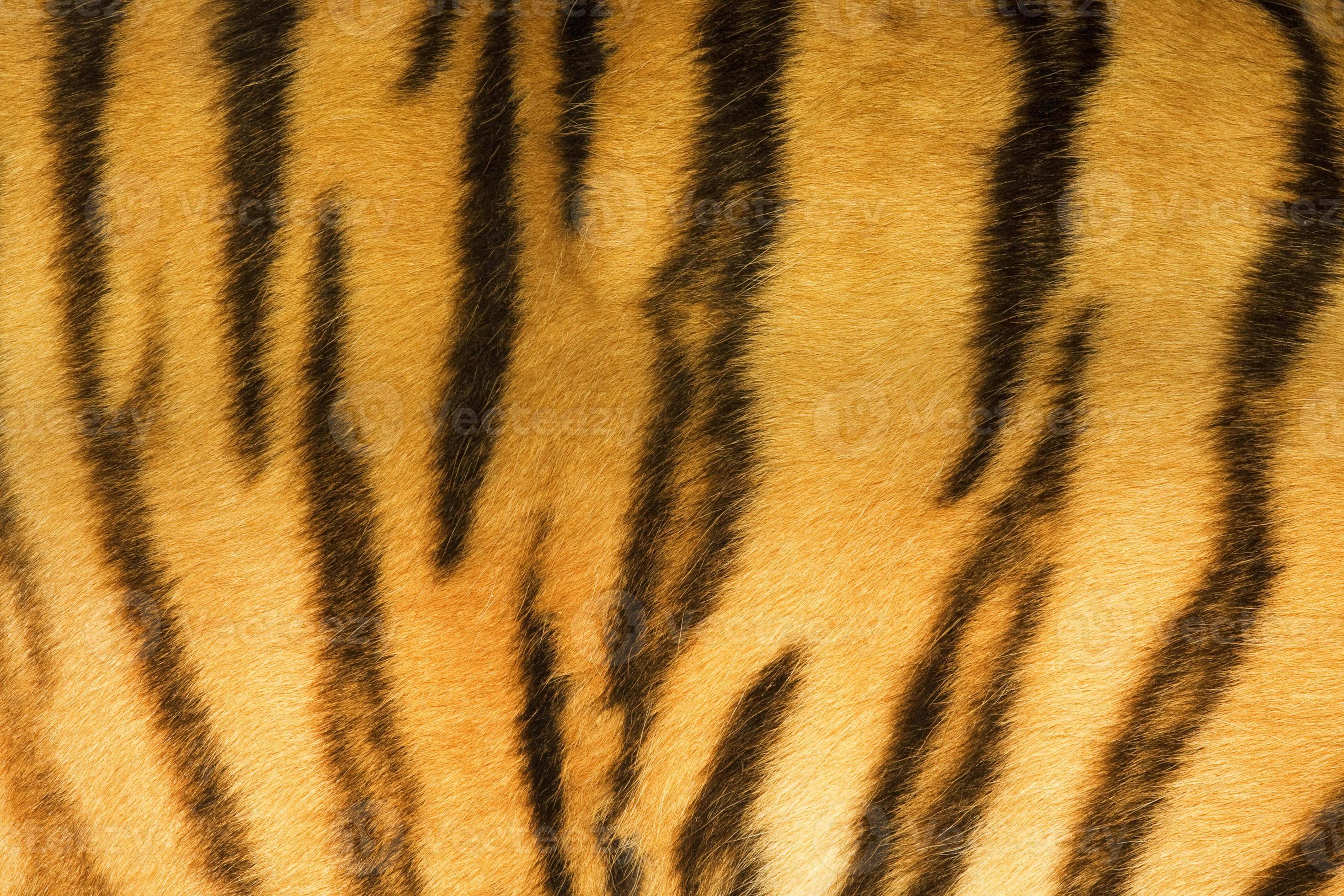 tiger fur texture real 838975 Stock Photo at Vecteezy