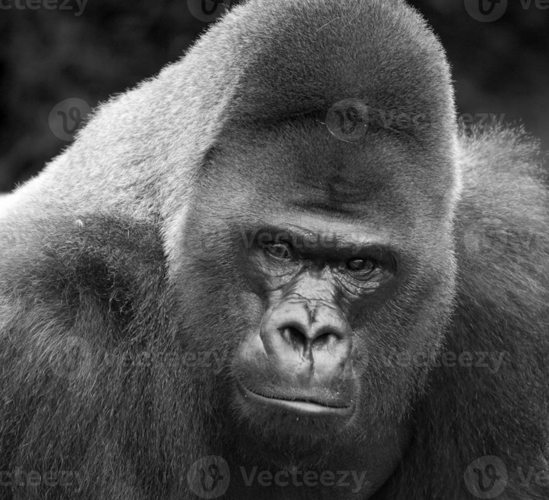 Gorilla Head Black and White photo