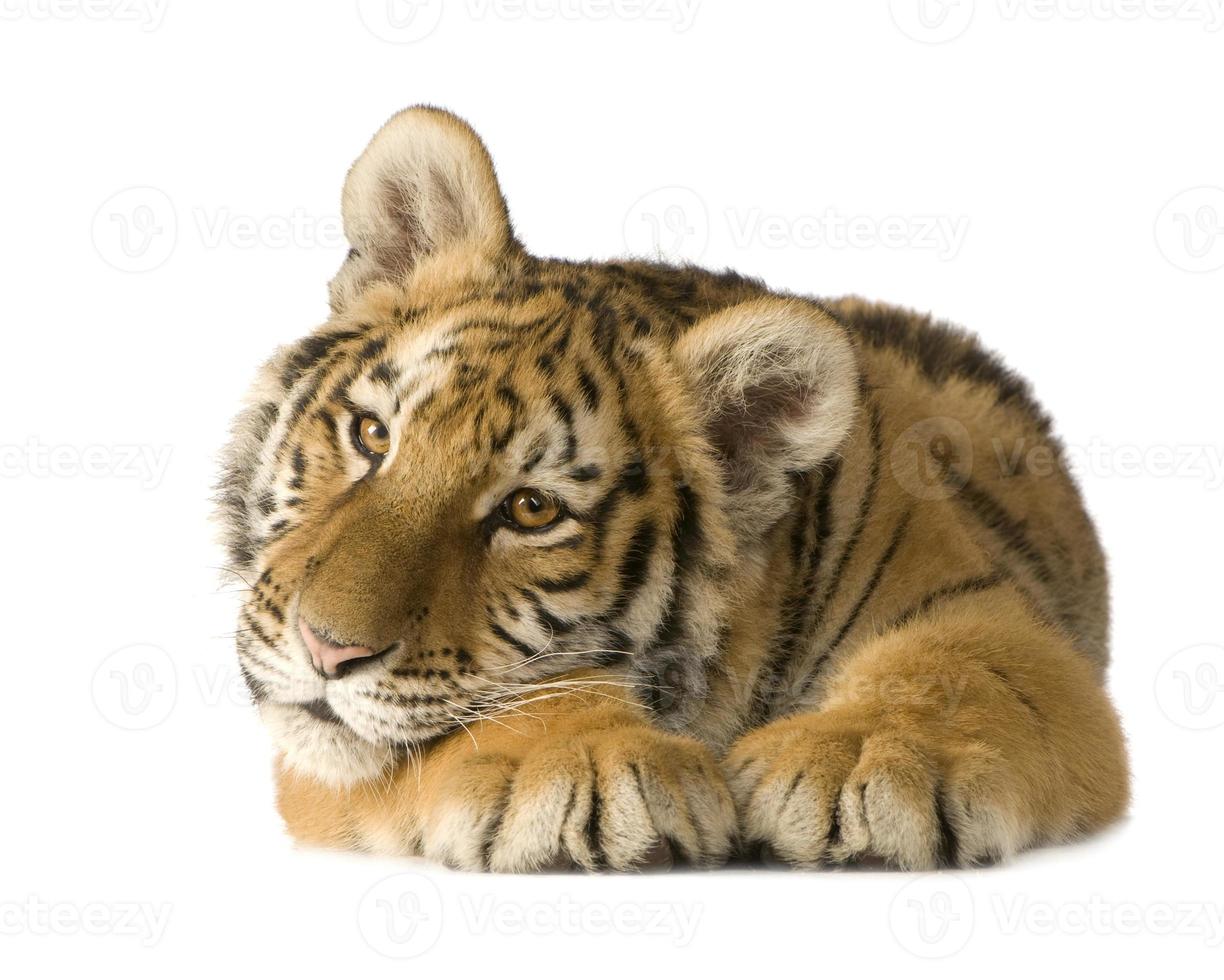 Tiger cub (5 months) photo