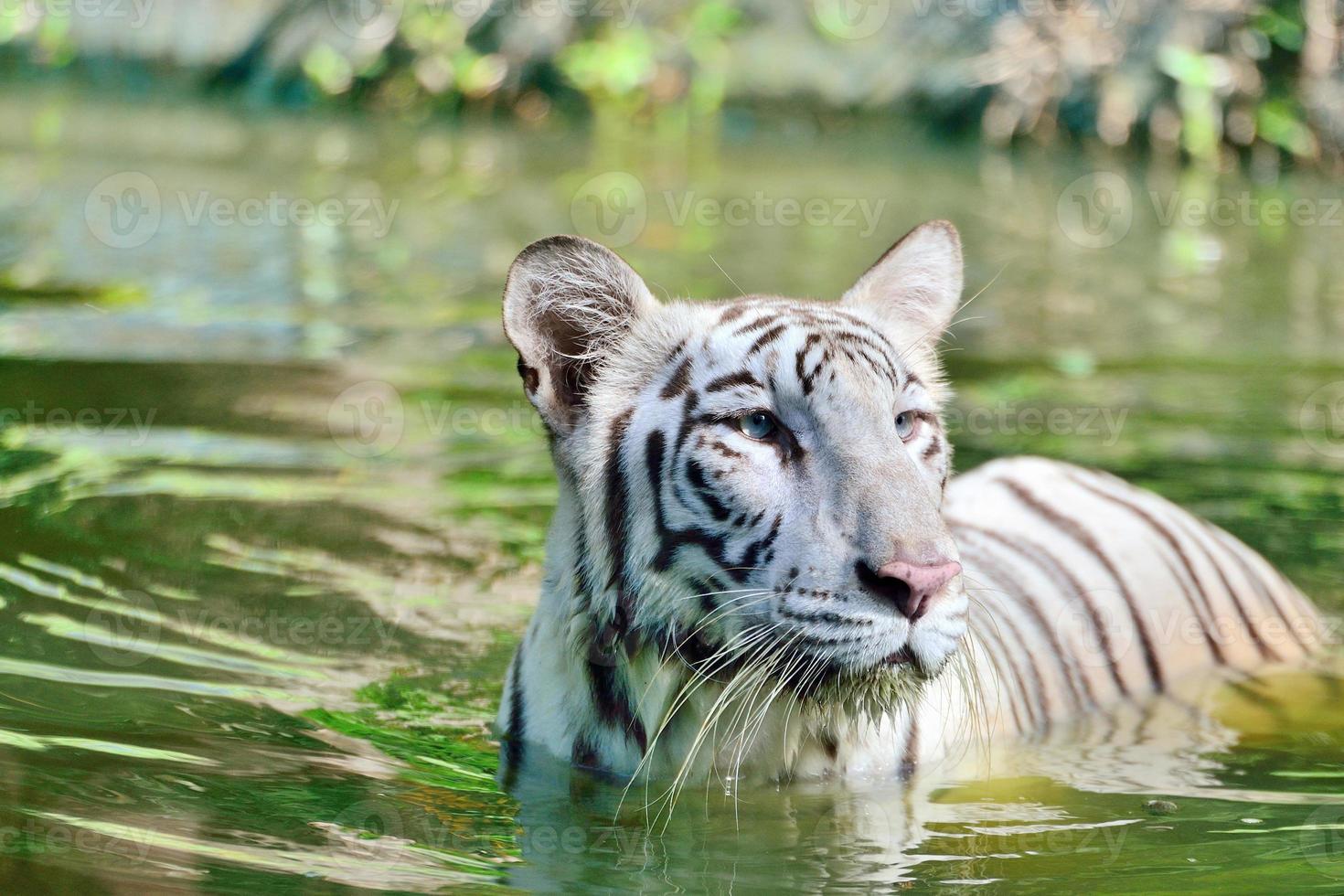 tigre de bengala blanco foto