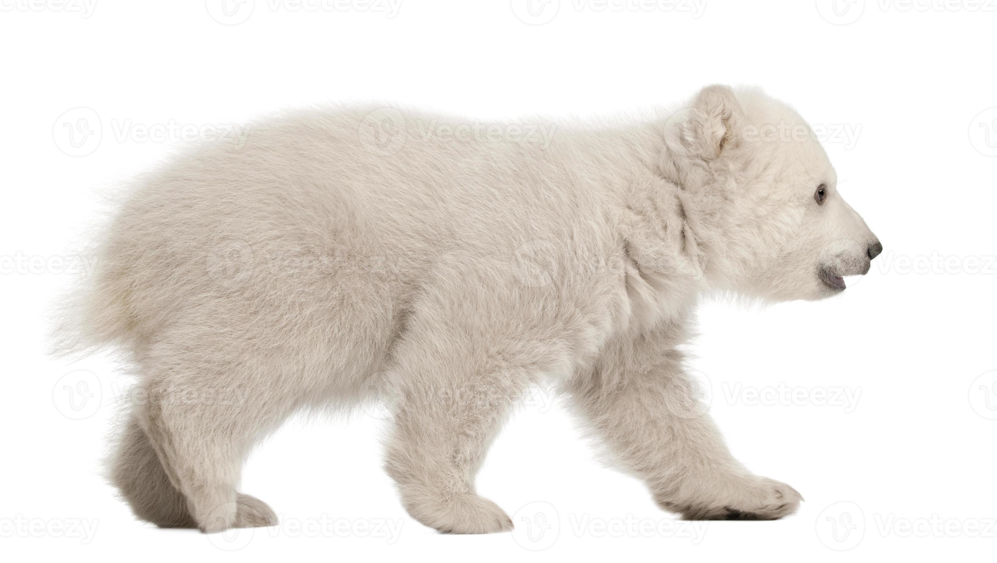 Polar Bear Cub Ursus Maritimus 3 Months Old Walking 839005 Stock