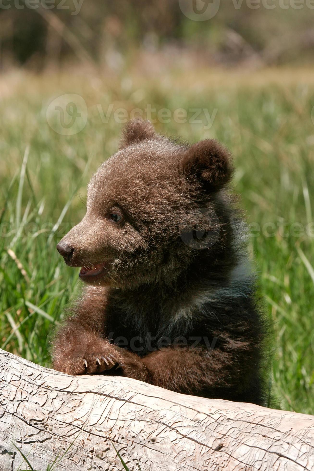 Grizzly Bear Cub Sitting On The Log Stock Photo Grizzly Bear Cub Sitting On The Log Stock Photo