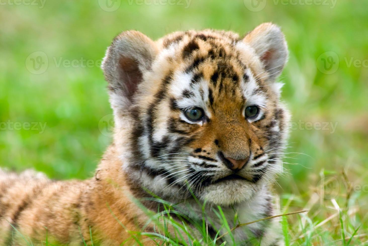 cute siberian tiger cub photo