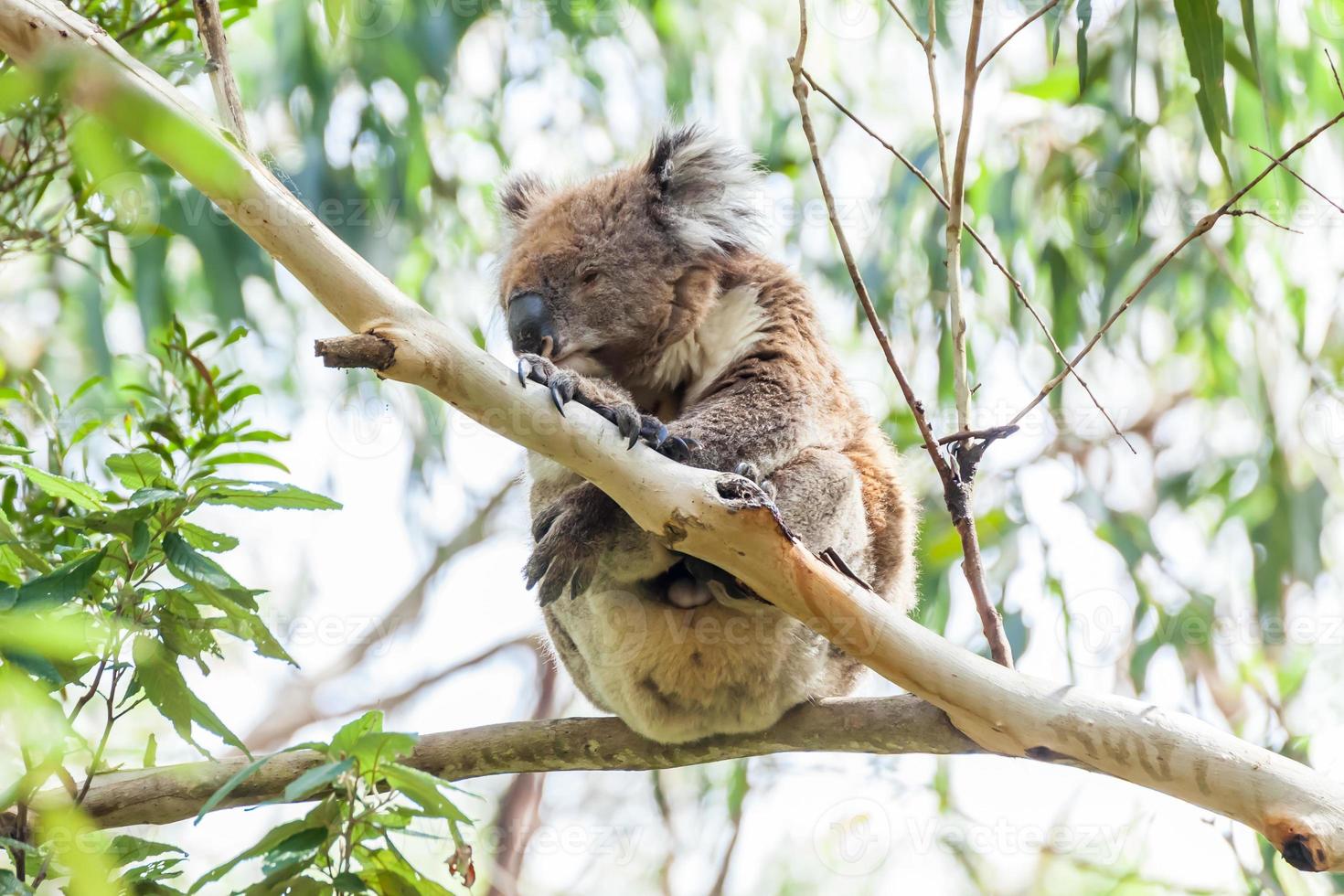 oso koala foto