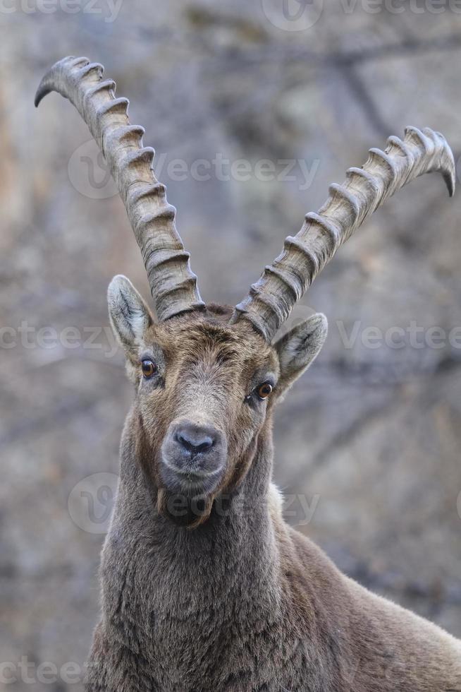 Alpine ibex - Steinbock photo