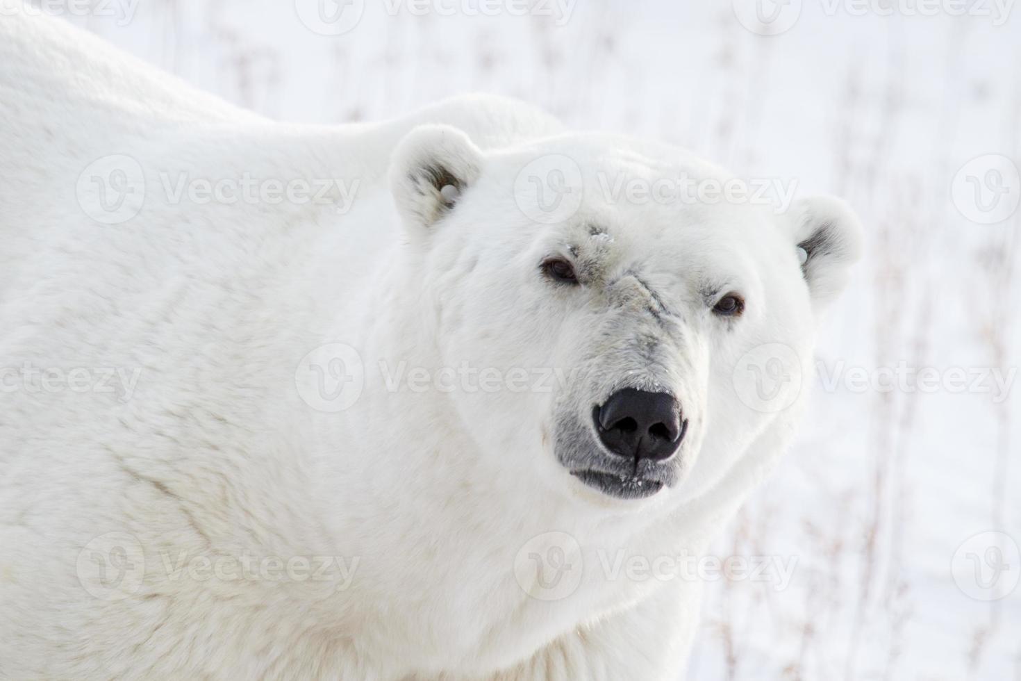 polar bear portrait and scars photo