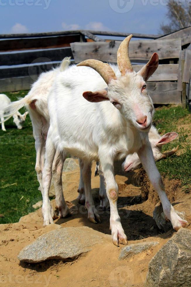 chivo 839224 Foto de stock en Vecteezy
