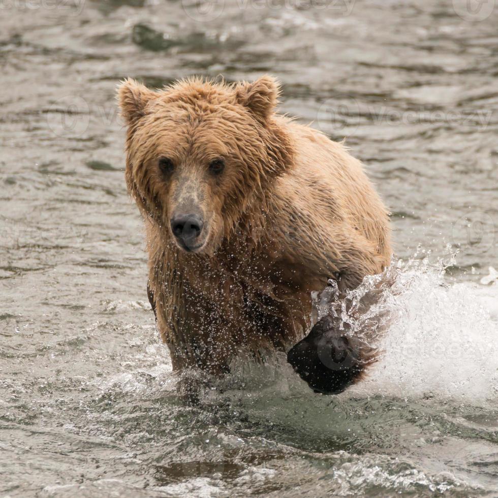 Bear splashing through river with paw raised photo