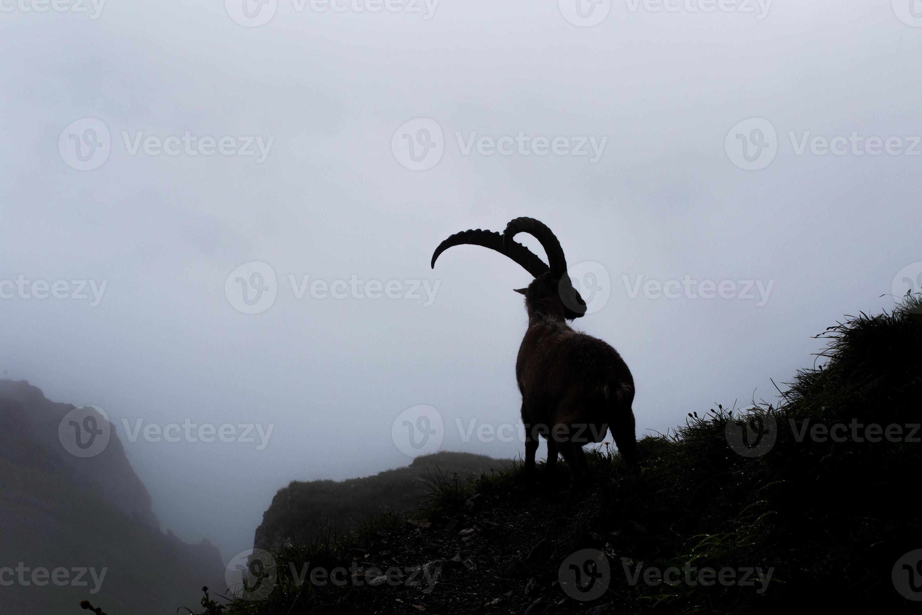 Alpine ibex (capra ibex) in the mist photo