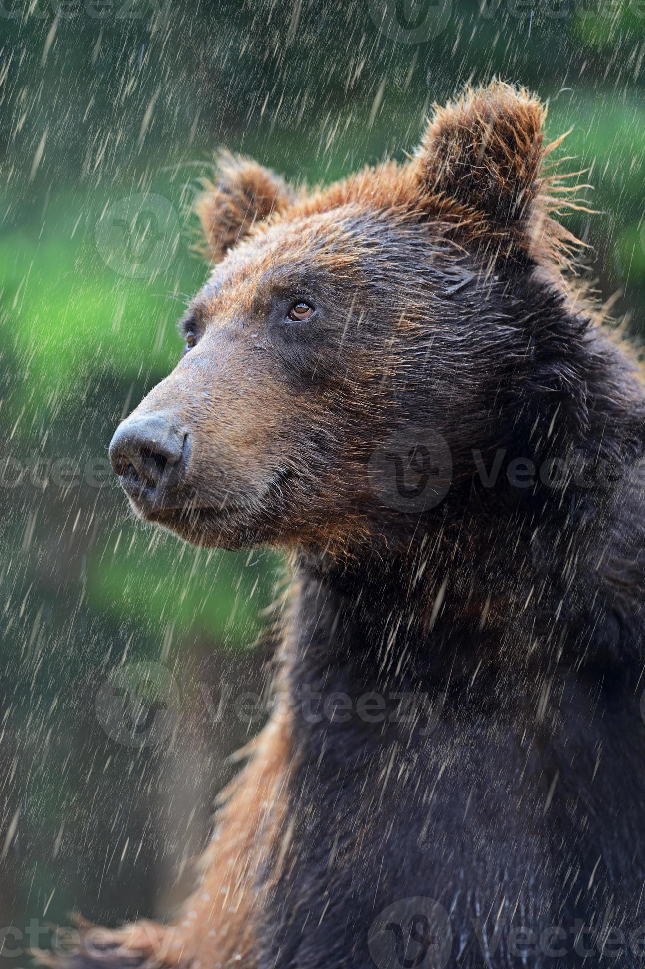 грустный медвежонок под дождем. медведь дождь. мишка дождь. медвежий дождь. медвежонок и дождик иллюстрации.