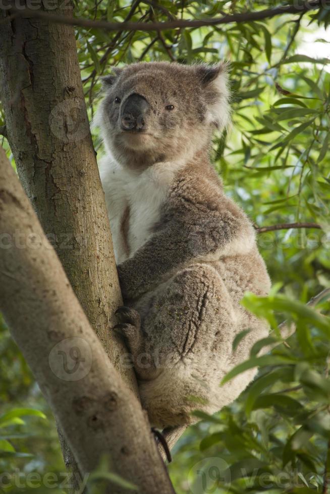 Koala bear. photo