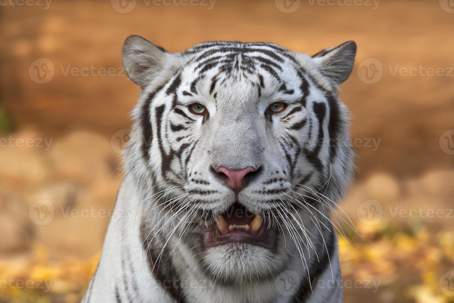 tigre de bengala blanco con grietas abiertas. foto