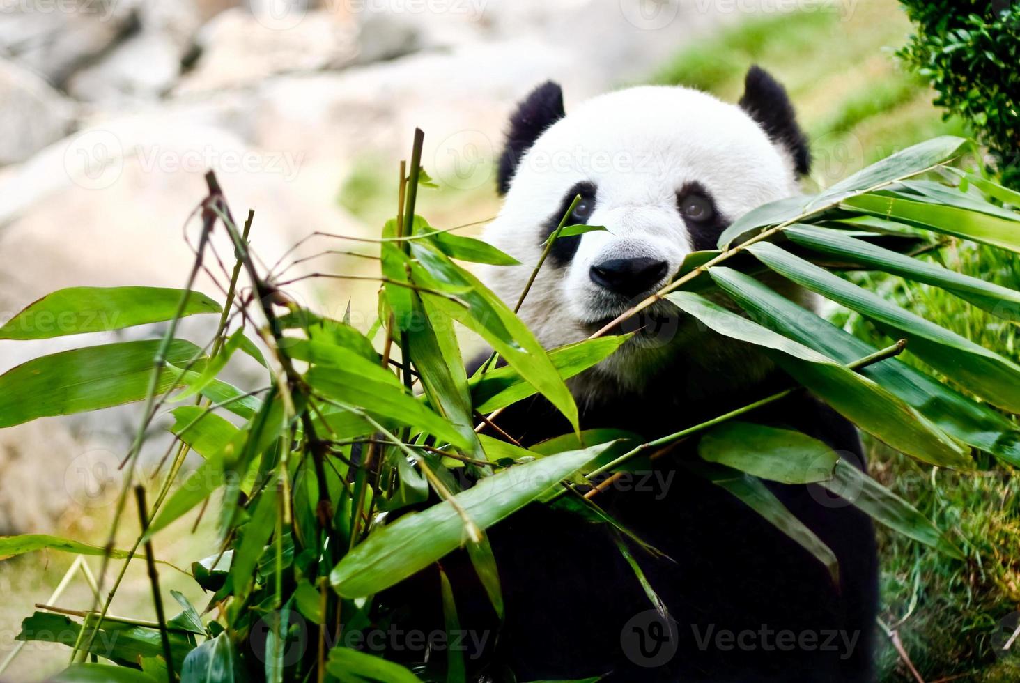The giant panda is eating bamboo 839501 Stock Photo at Vecteezy
