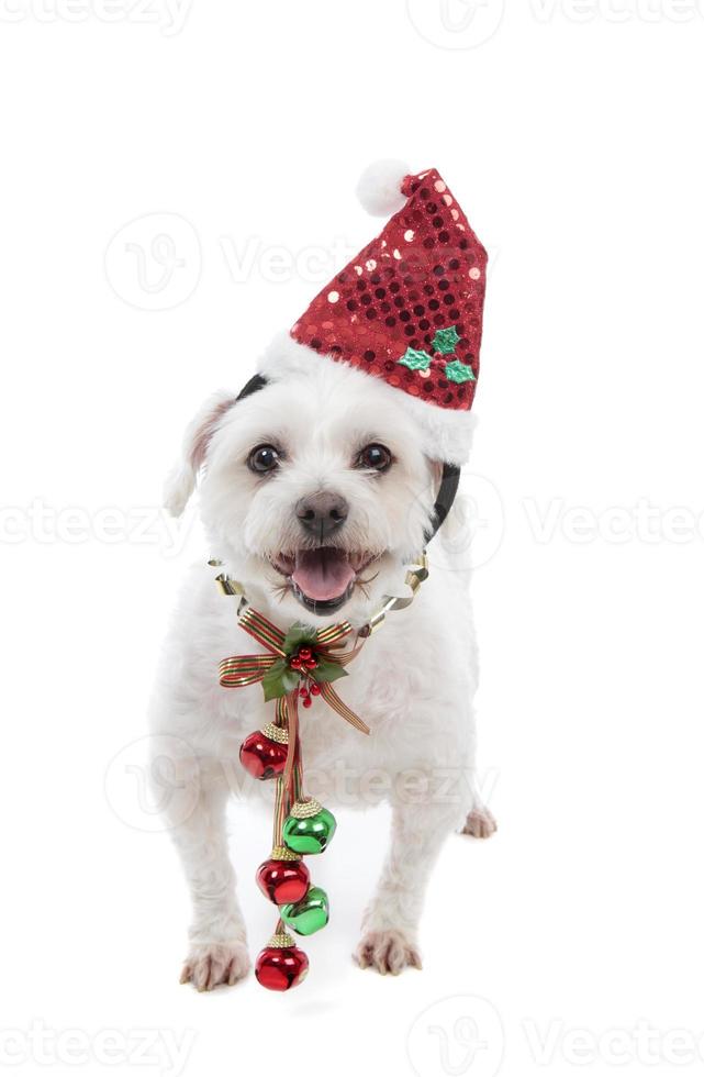 Festive Christmas puppy with jingle bells photo