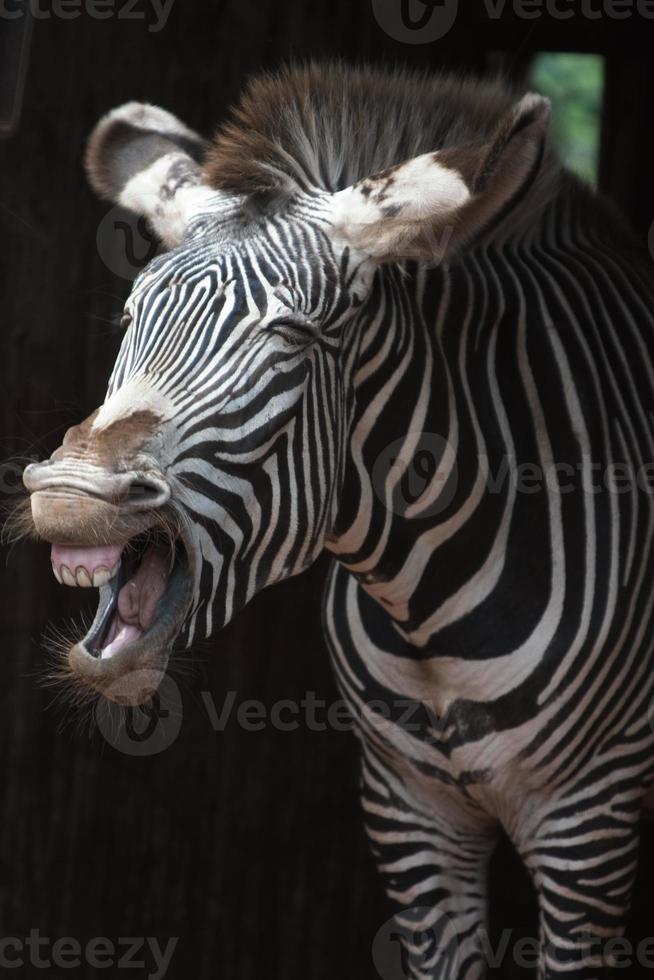 The scream of a zebra photo