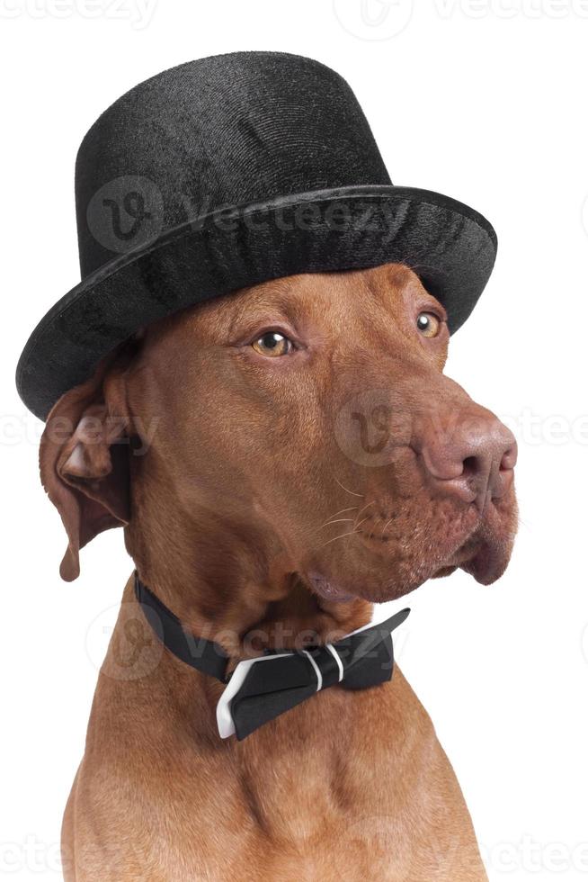perro con sombrero y corbatín foto