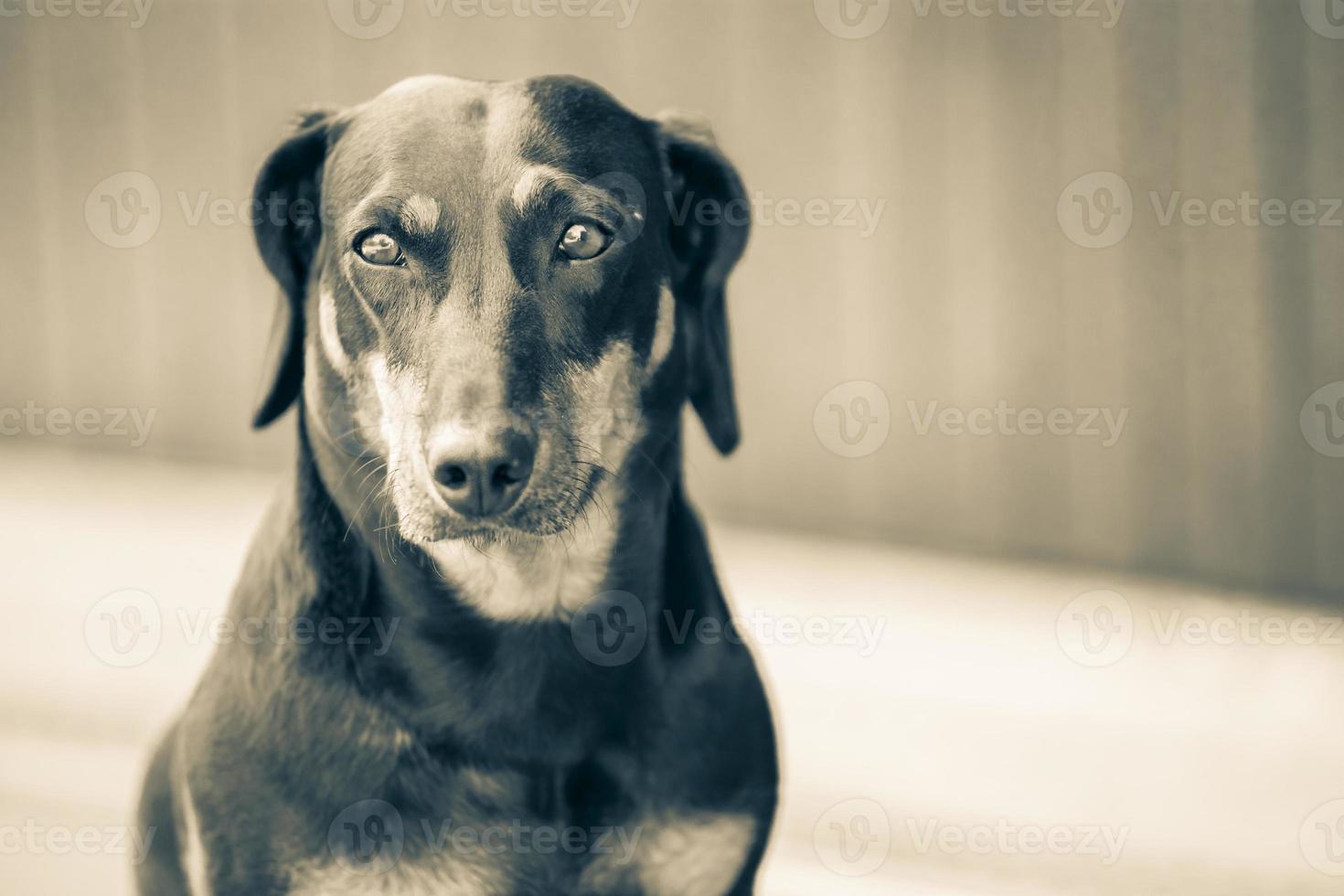 dachshund on concrete waiting photo