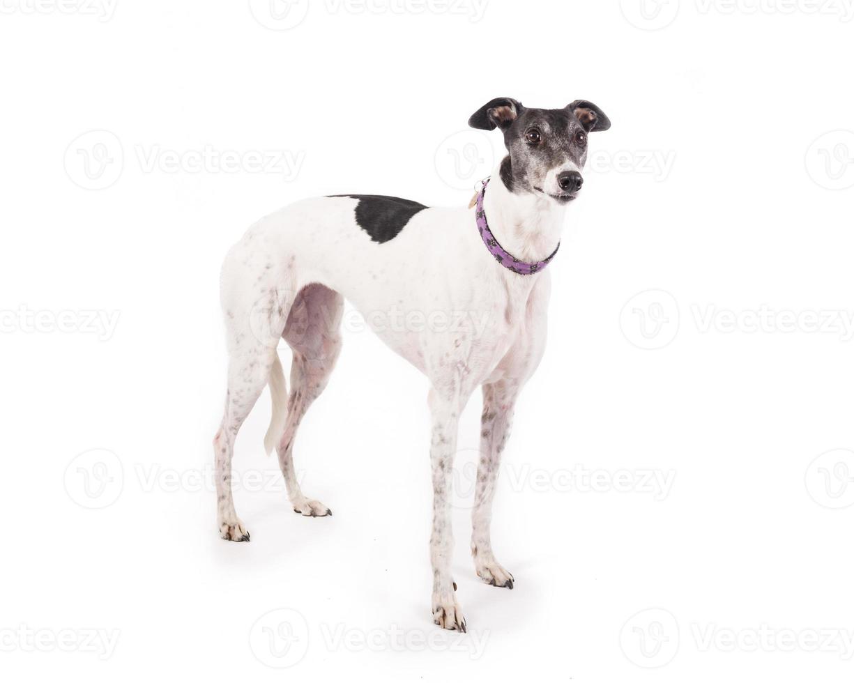 White Greyhound photo