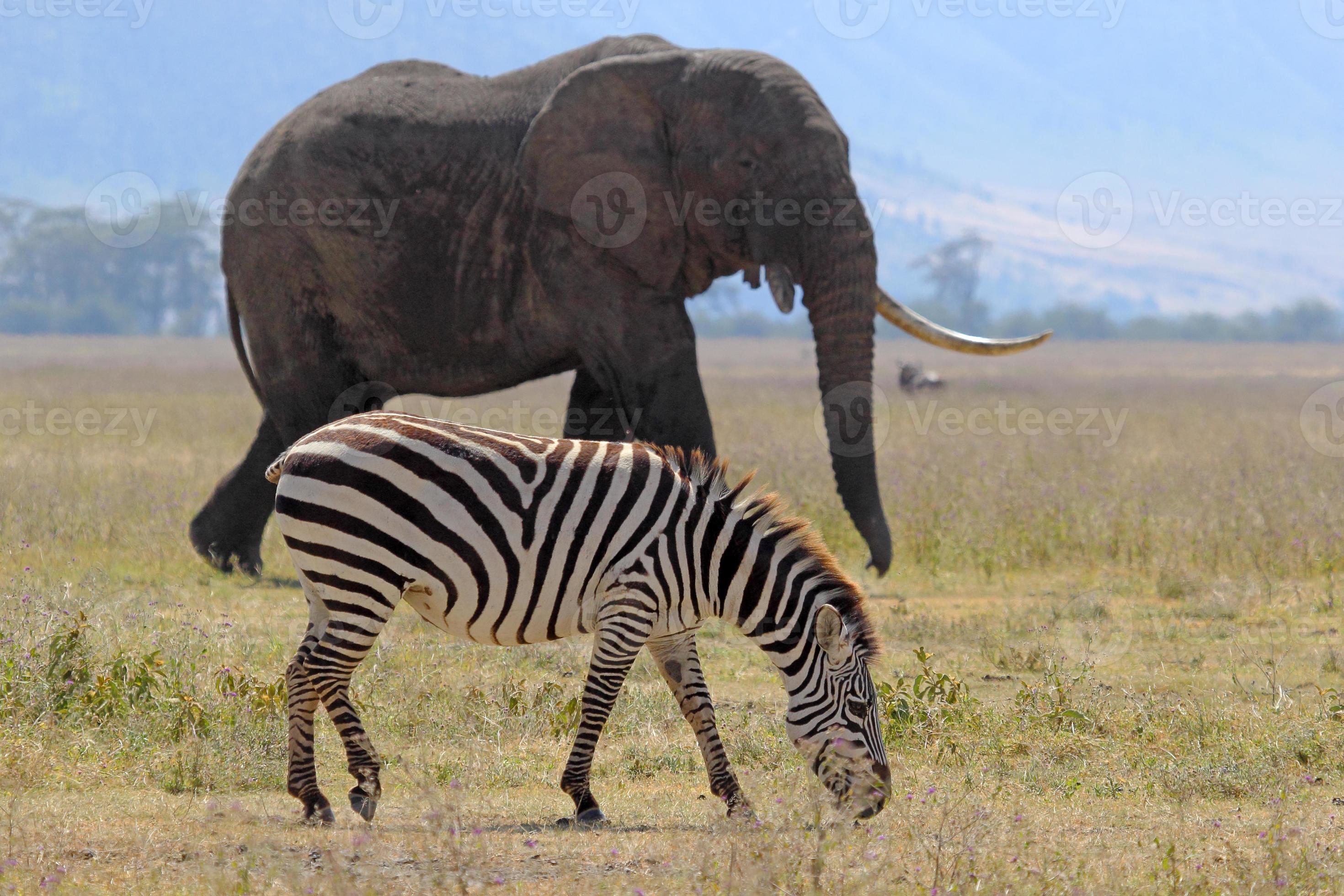 elefante africano y cebra foto