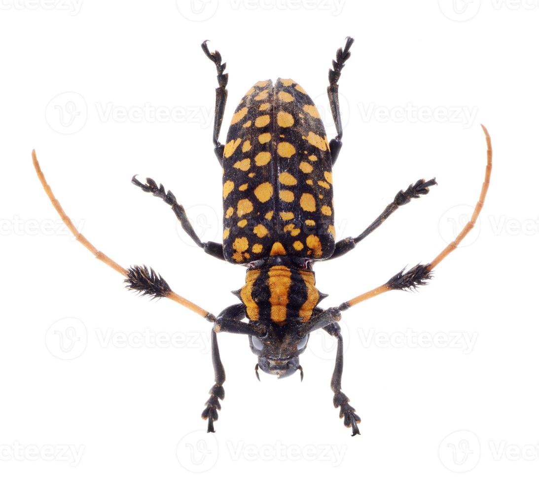 Escarabajo común de cuernos largos con mechones, sobre fondo blanco foto