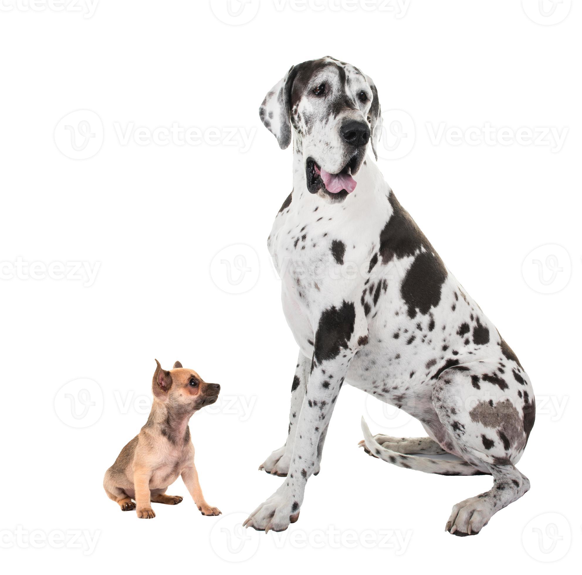 Epic Battle: Great Dane Vs. Wild Wolf   The Footage Is Insane! - vq9qyd7