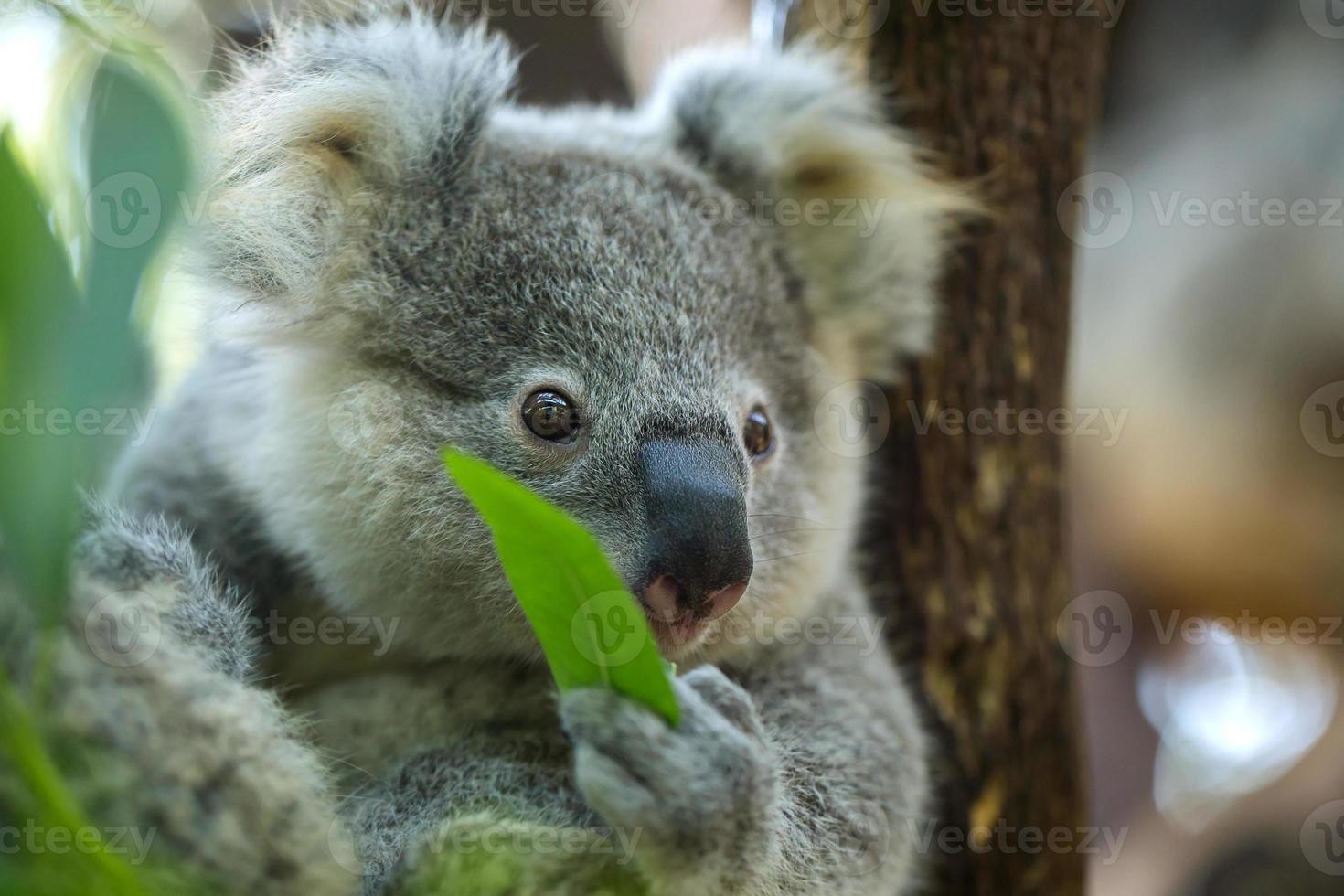 koala baby photo