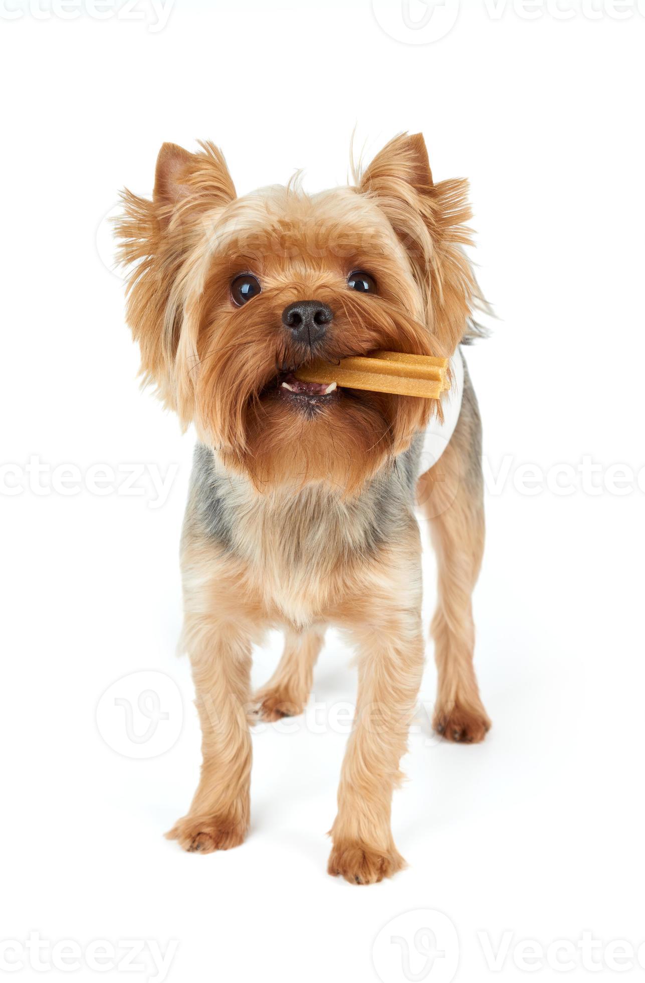 Yorkie chews dental stick 839836 Stock Photo at Vecteezy