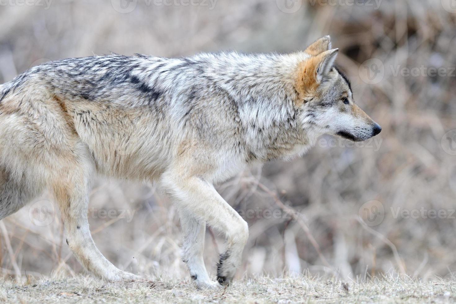 Mexican gray wolf photo