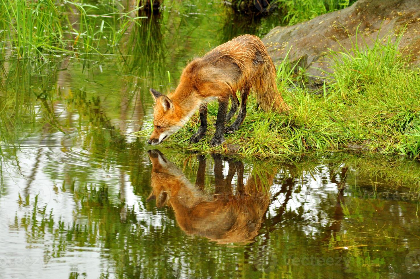 zorro rojo bebe de un lago claro. foto