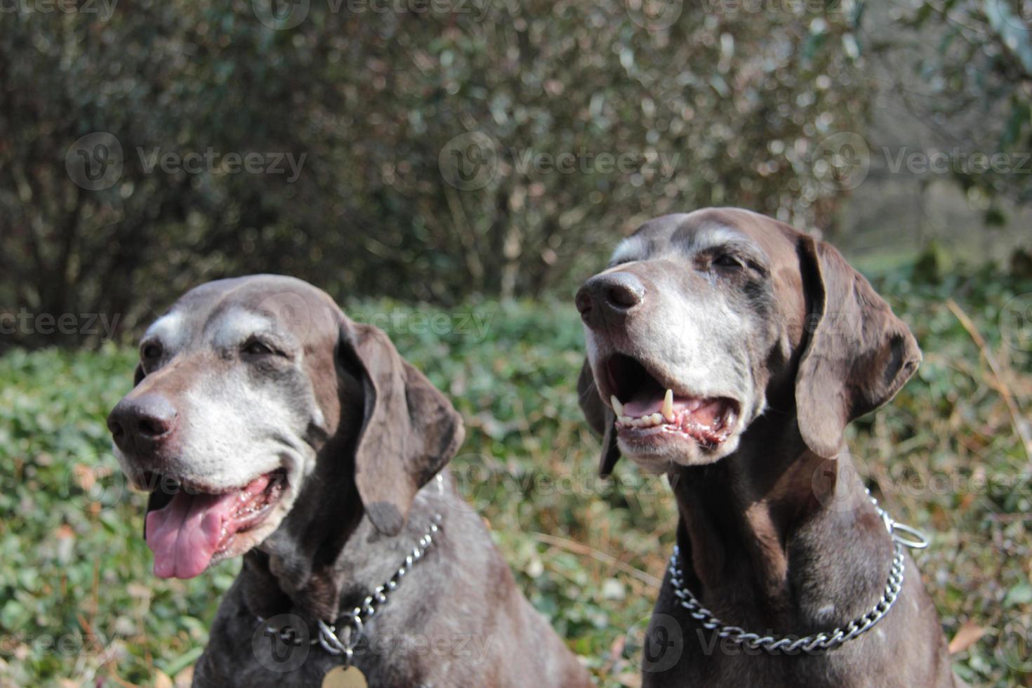senior pointer sisters, german shorthaired pointers photo